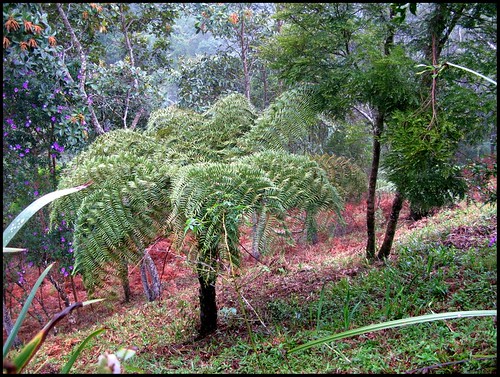 Xaxim (Dicksonia sellowiana) é o feto arborescente, da família das dicksoniáceas, nativo da Mata Atlântica e América Central-Minas Gerais-Brasil by Cida Garcia