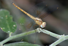 Dragonfly, Chobe National Park Botswana