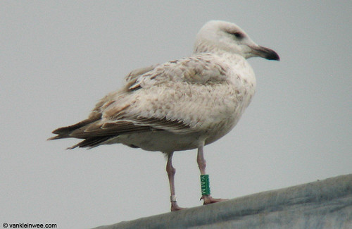 European Herring Gull, 2cy, G[Y.ALM]