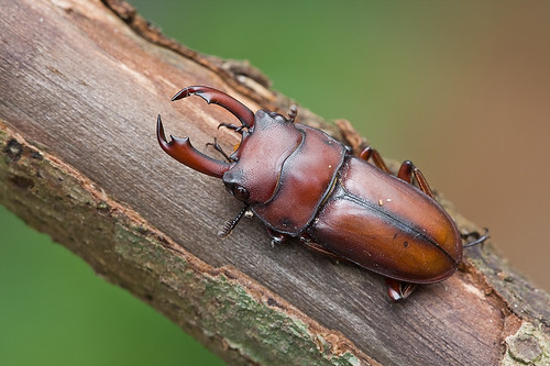 stag beetle IMG_8724 copy malaysian beetles