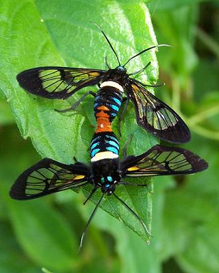 Mating clear winged moths