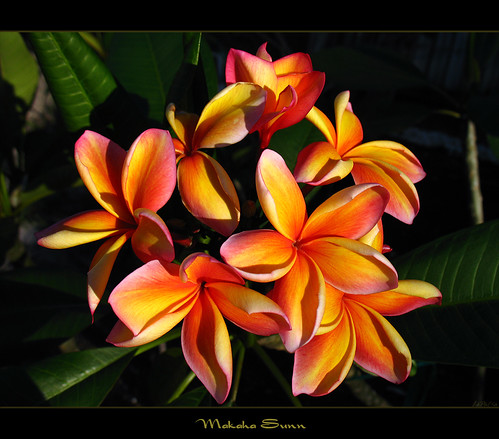 Hawaiian Flowers Plumeria Makaha Sunn Here is the plumeria Makaha Sunn 