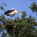 Yellow billed stork on the nest