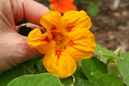 Nasturtiums from Seed