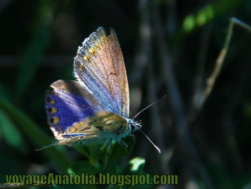 Butterfly by voyageAnatolia.blogspot.com