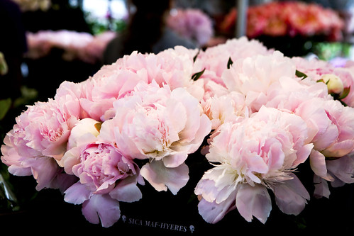Fluffy, pink peonies