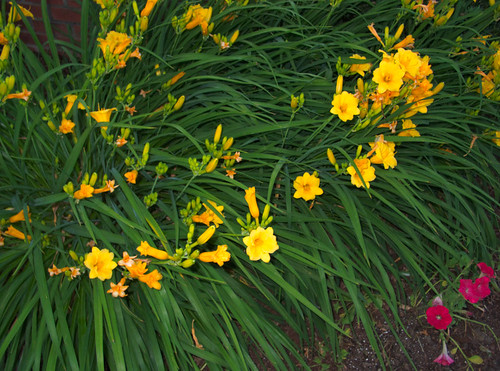 Unknown Yellow-flowered Cultivar, a Plant Bed Centerpiece