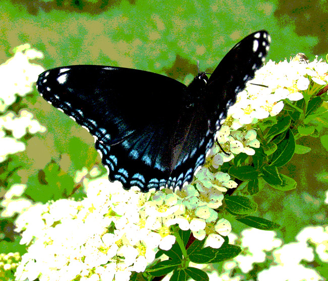 The butterfly is a flying flower