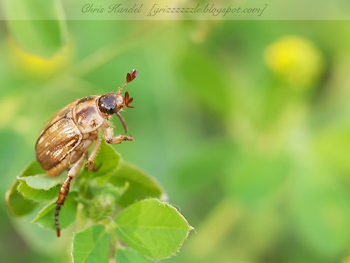Beetle Pose 1