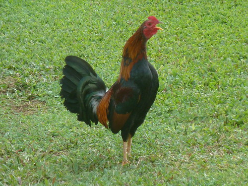 Rooster, mid-crow