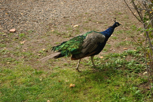 Vineyard Peacock