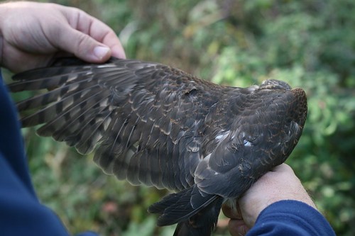 Sparrowhawk wing