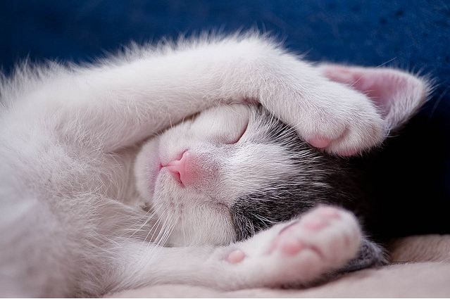cute grey and white kitten sleepy