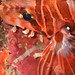 Lion fish, close-up