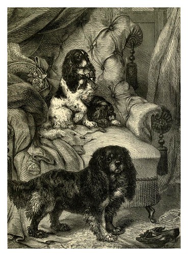 003-Toy Spaniels-The illustrated book of the dog 1881- Vero Kemball Shaw