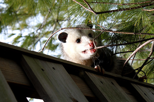 opossum encounter 11710 (8)
