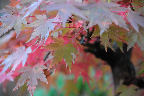 japanese maple tree leaf. Japanese Maple Bonsai Tree