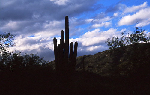 Saguaro silhouetted at sunset