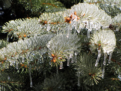 Conifer With Ice