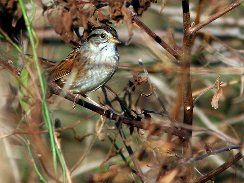 Swamp Sparrow 2-20100204