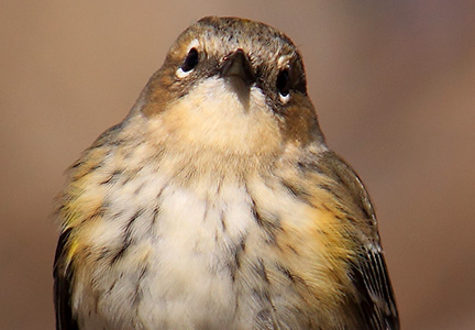 yellow-rumped warbler - inquisitive