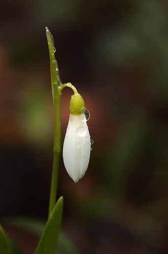 Galanthus nivalis | Sneeuwklokje - Snowdrop