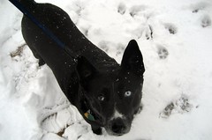 Sophie in Snow
