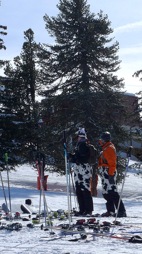 Skiing Austrian Cows