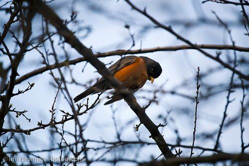 beautiful orange bird just chilling in a tree
