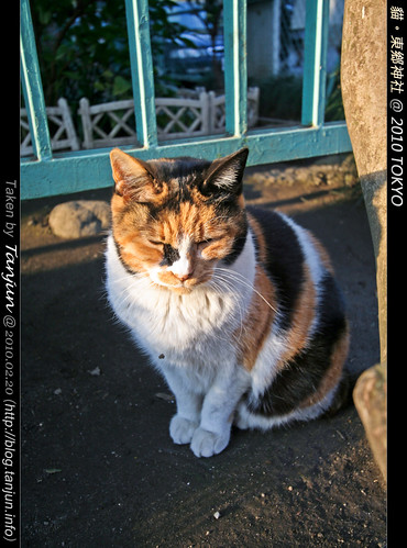 貓。東鄉神社 @ 2010 TOKYO
