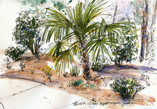 My new garden, palm revisited