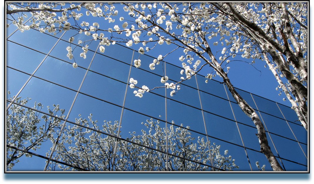 White blossoms reflecting!