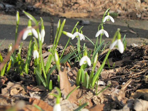First - flowers of spring