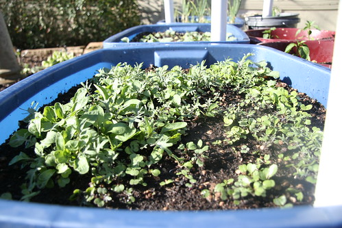 Mixed Greens in a Container Garden - 90/365