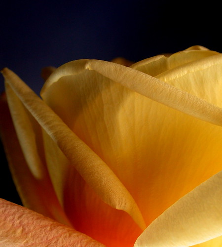 Una rosa de luz / Une rose de lumière /  Una rosa di luce