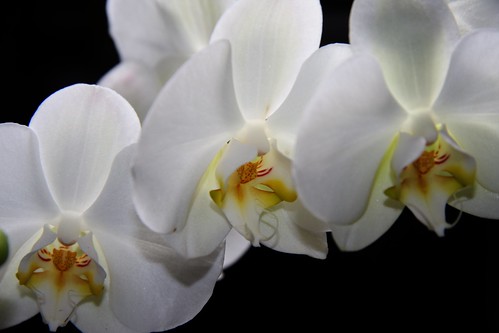 orquídea blanca 5