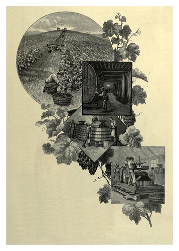 021-Viñedos en Albury Nueva Gales del Sur-Australasia illustrated (1892)- Andrew Garran
