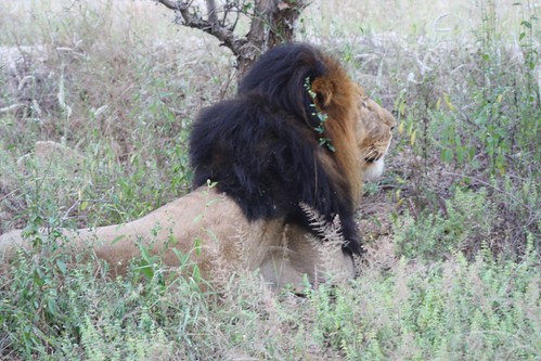 Lion ©  Jean & Nathalie