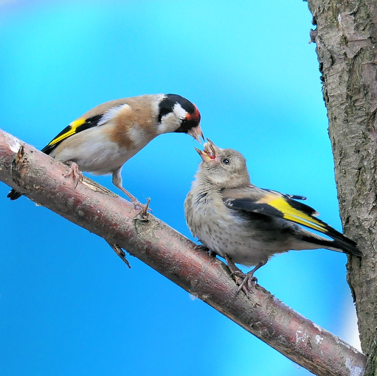 Goldfinch and chick.