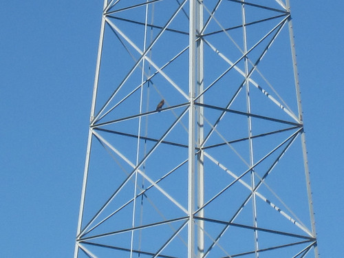 Red tailed hawk on a pylon