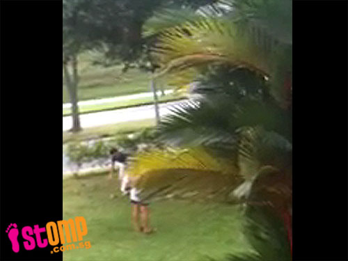  Mango stealers caught knocking the fruit off this tree