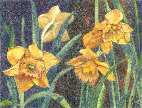 Daffodils, colored pencil