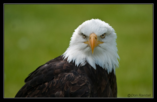 Bald Eagle 1