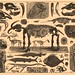 From the Brockhaus and Efron Encyclopedic Dictionary