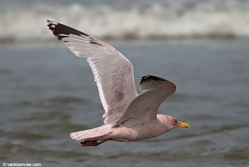 European Herring Gull, adult