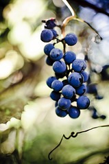 Grapes #286/365