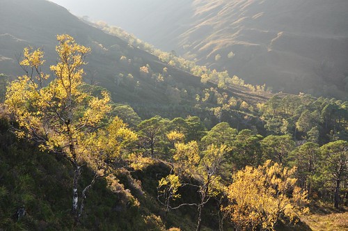 Sunlit trees in Achnashellach forest