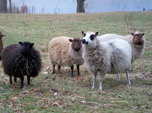 Shetland Ewes