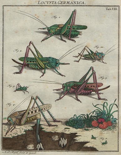 Locusta germanica V.2