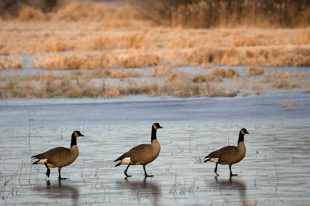 Canada geese on the frozen Nisqually river
